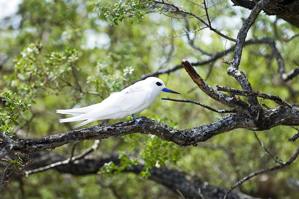 White tern, Bird Island, Tikehau, Tuamotu Archipelago, French Polynesia, Pacific Islands, Pacific