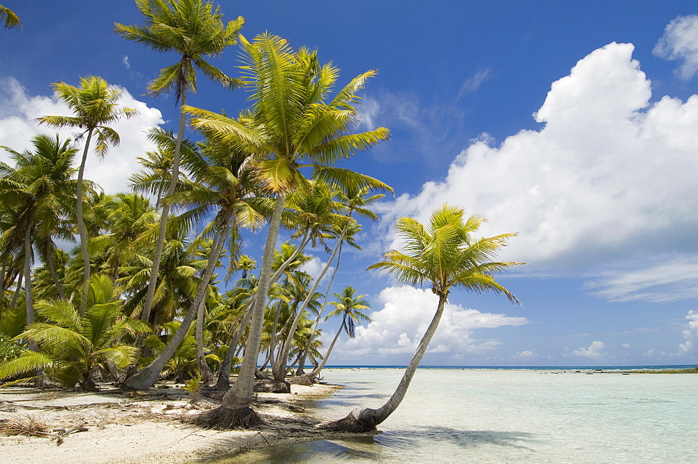 Blue Lagoon, Rangiroa, Tuamotu Archipelago, French Polynesia, Pacific Islands, Pacific