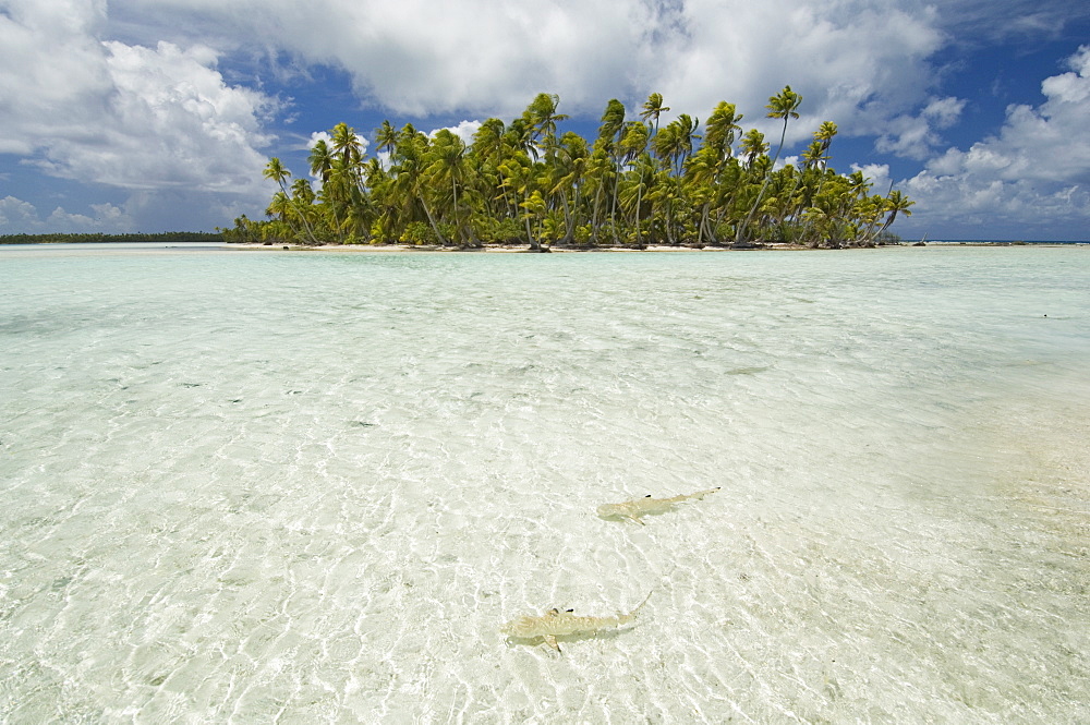 Sharks, Blue Lagoon, Rangiroa, Tuamotu Archipelago, French Polynesia, Pacific Islands, Pacific