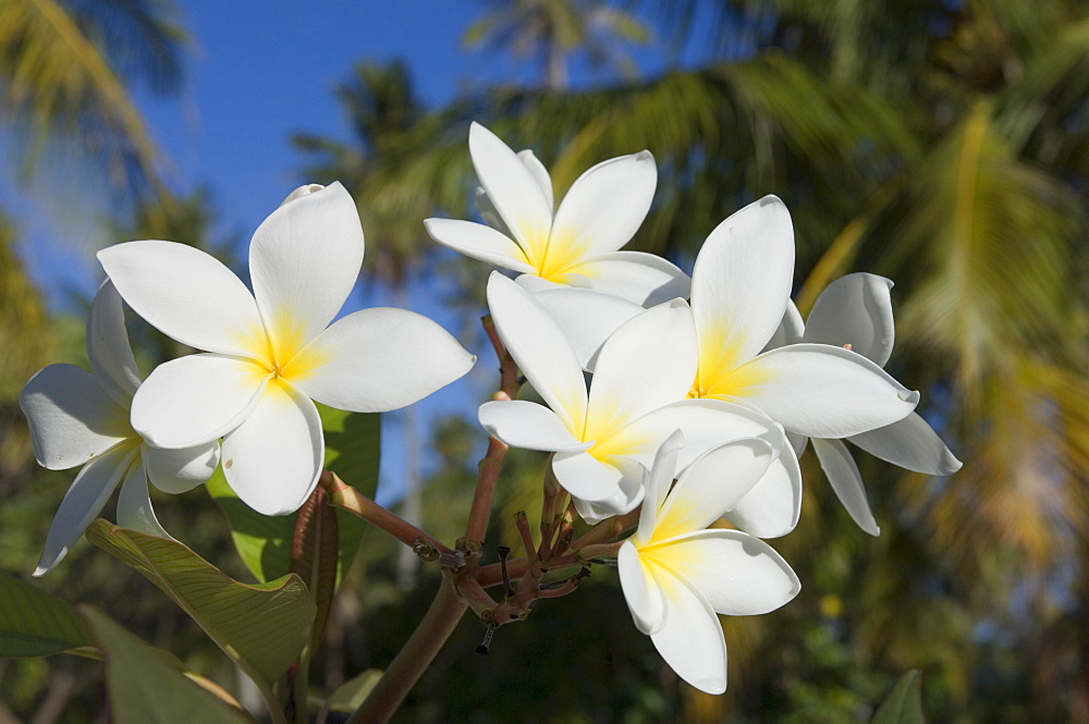 Frangipani flowers, Fakarawa, Tuamotu Archipelago, French Polynesia, Pacific Islands, Pacific