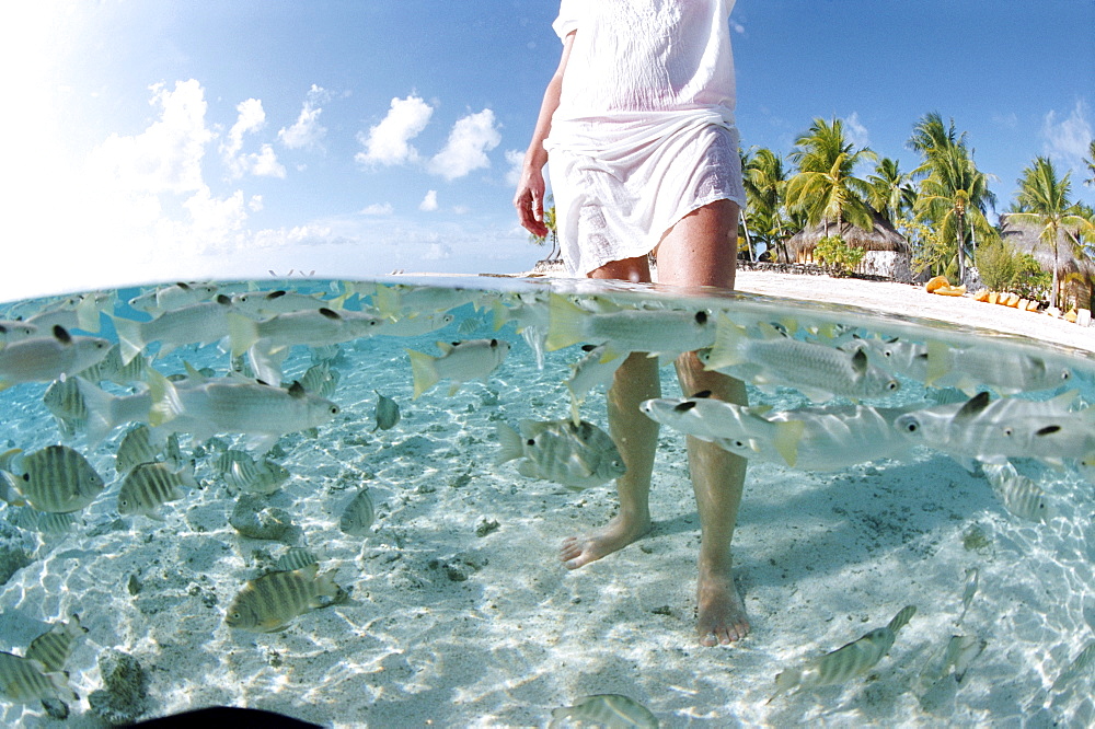 Tikehau, Tuamotu Archipelago, French Polynesia, Pacific Islands, Pacific