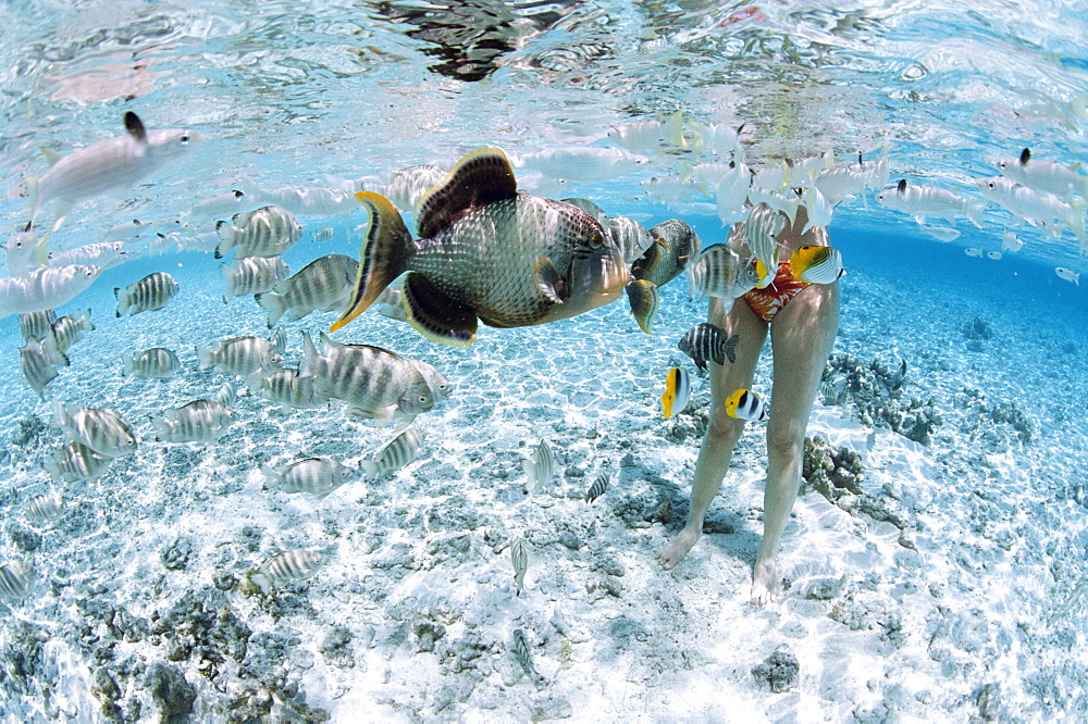 Tikehau, Tuamotu archipelago, French Polynesia, Pacific Islands, Pacific