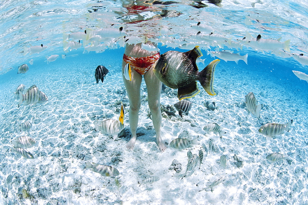 Tikehau, Tuamotu archipelago, French Polynesia, Pacific Islands, Pacific