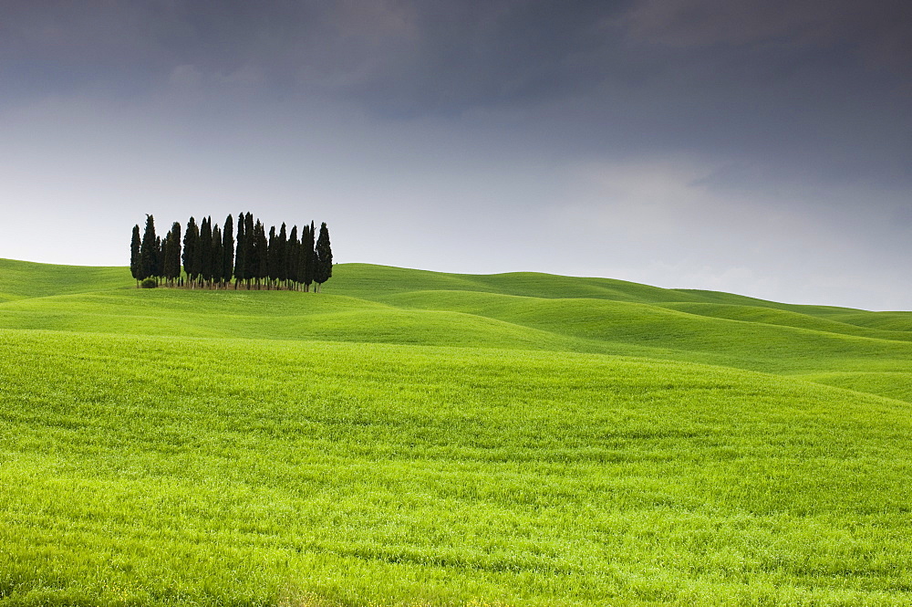 Cypress trees near San Quirico d'Orcia, Val d'Orcia, Siena province, Tuscany, Italy, Europe