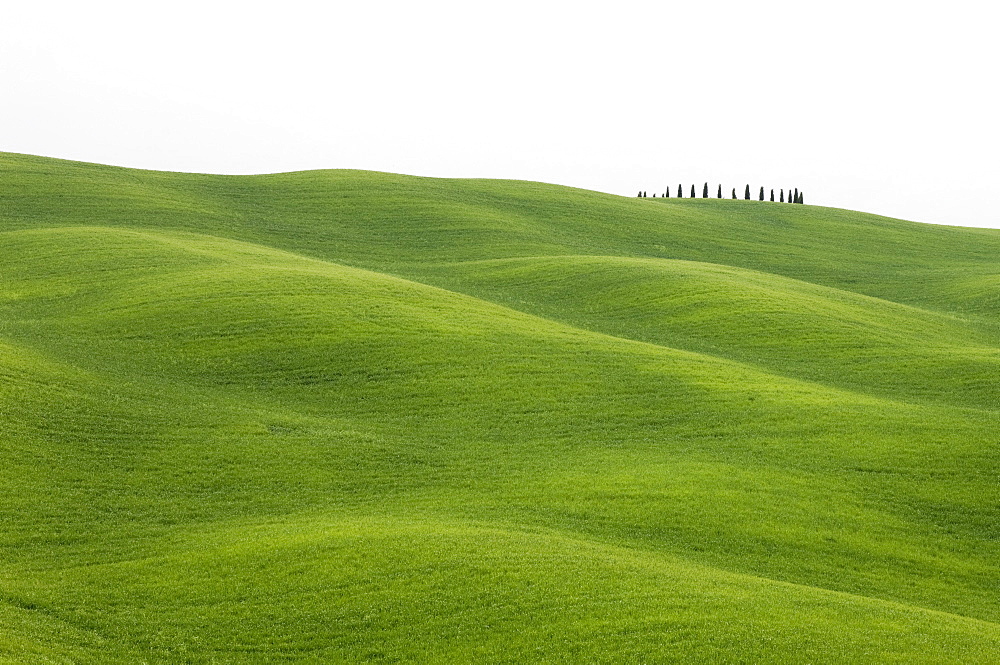 Countryside near San Quirico d'Orcia, Val d'Orcia, Siena province, Tuscany, Italy, Europe