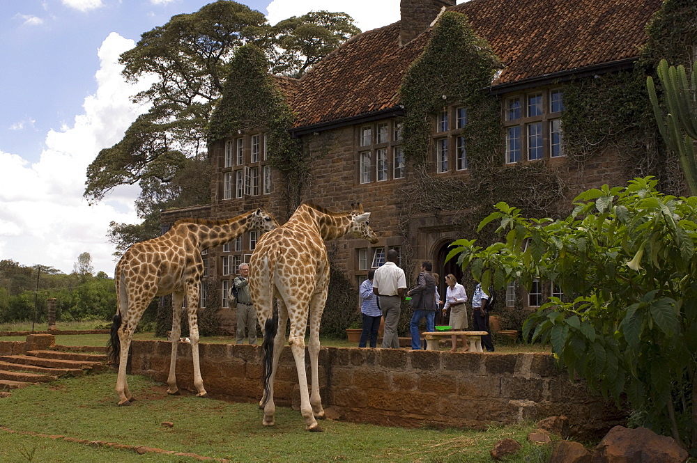 Rothschild giraffe, Giraffe Manor, Nairobi, Kenya, East Africa, Africa