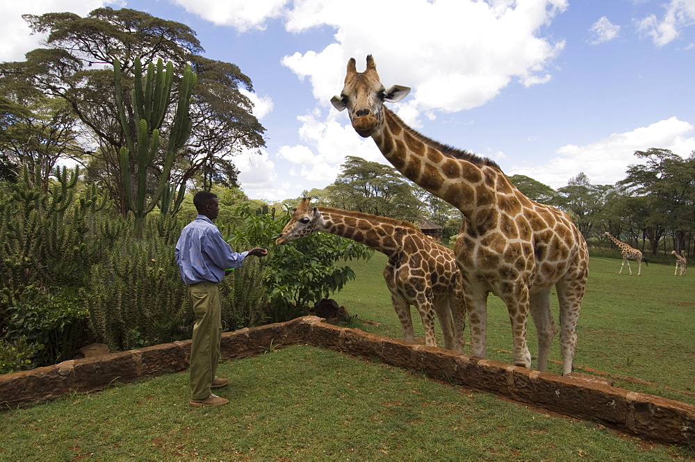 Rothschild giraffe, Giraffe Manor, Nairobi, Kenya, East Africa, Africa