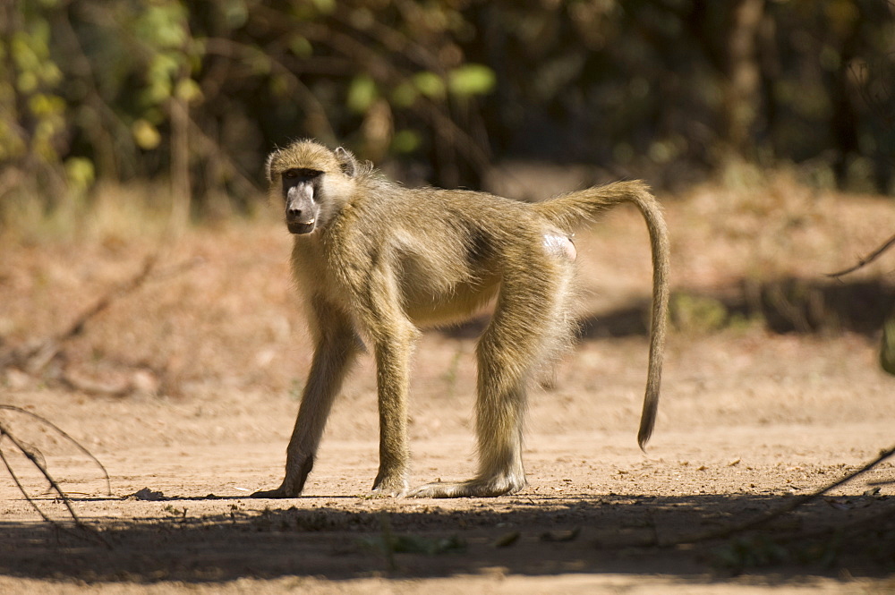 Chacma baboon, South Luangwa National Park, Zambia, Africa