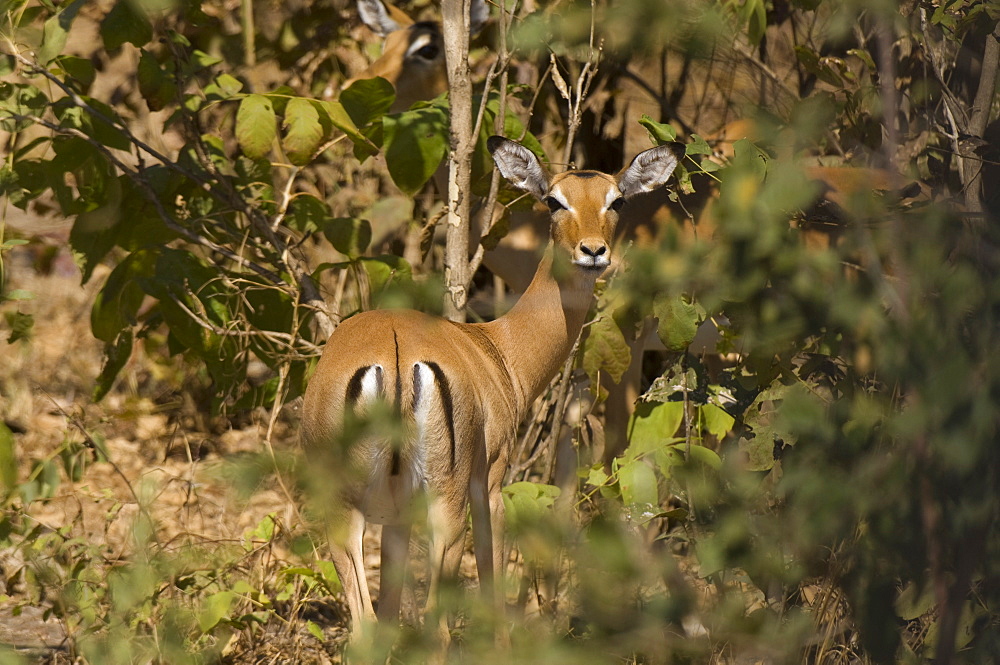 Impala, South Luangwa National Park, Zambia, Africa