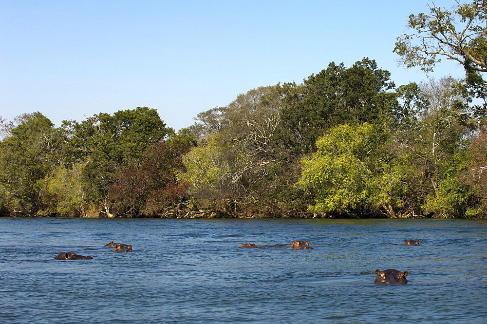 Hippopotamus, Lunga River, Kafue National Park, Zambia, Africa