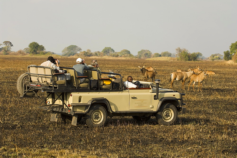 Roan antelope and safari vehicles, Busanga Plains, Kafue National Park, Zambia, Africa