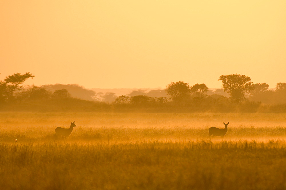 Puku in the mist at sunrise, Busanga Plains, Kafue National Park, Zambia, Africa