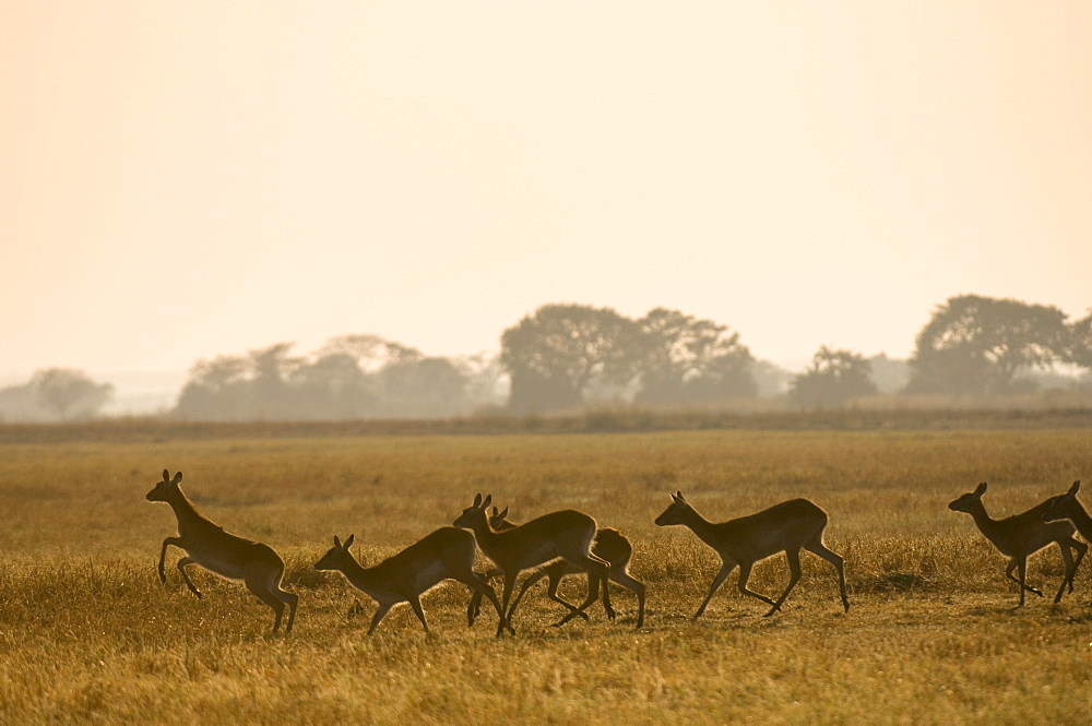 Puku, Busanga Plains, Kafue National Park, Zambia, Africa