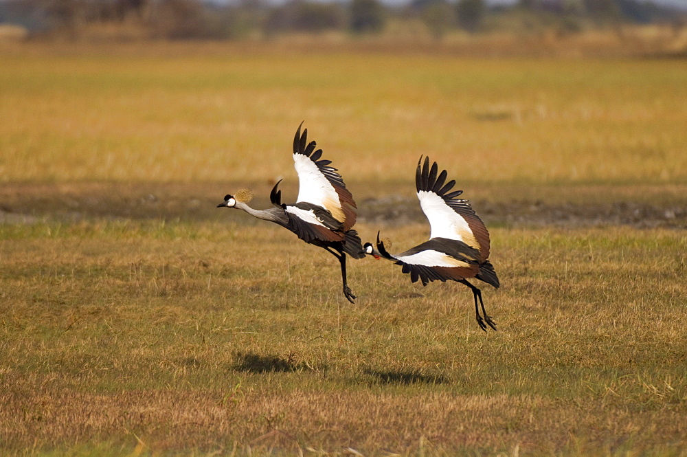 Grey crowned cranes, Busanga Plains, Kafue National Park, Zambia, Africa