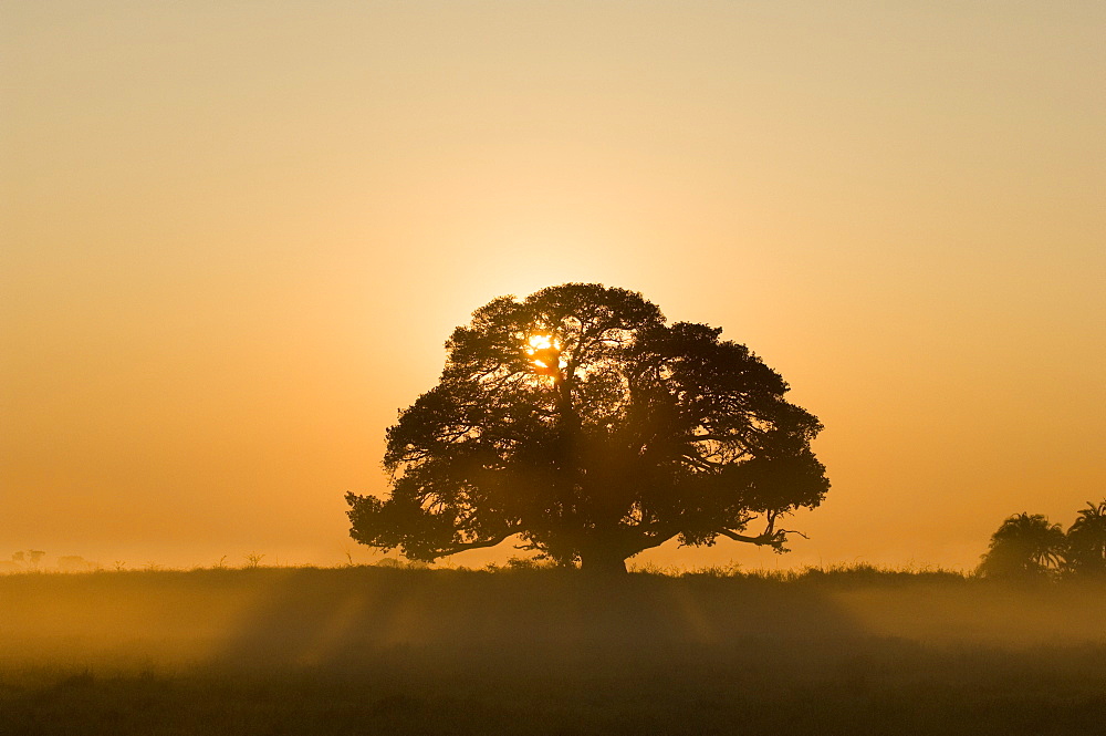 Sunrise, Busanga Plains, Kafue National Park, Zambia, Africa