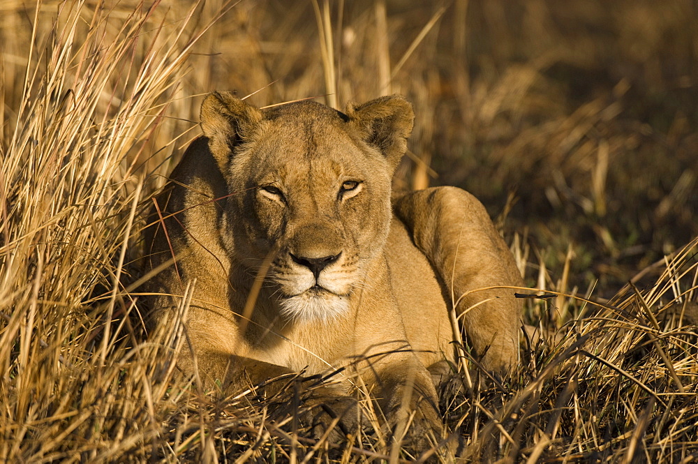 Lioness, Busanga Plains, Kafue National Park, Zambia, Africa