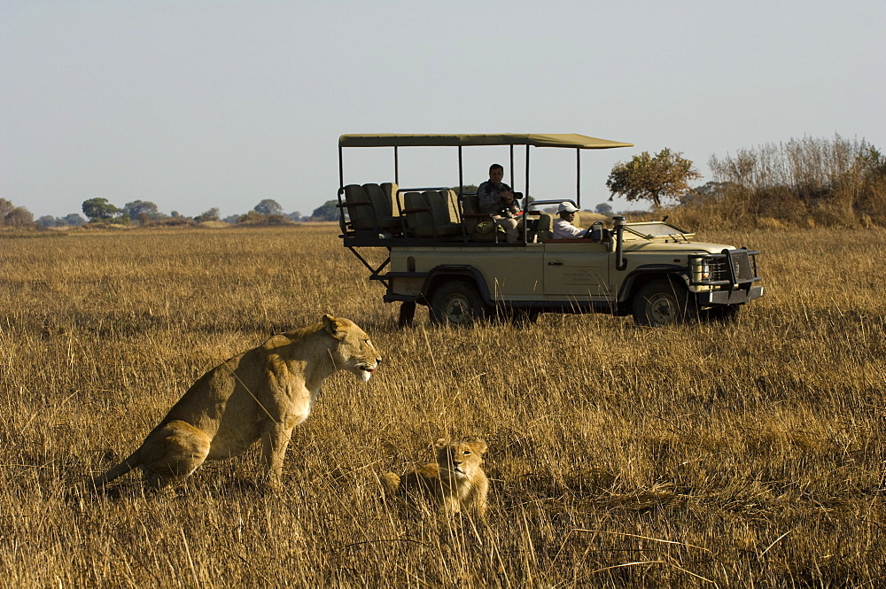 Tourist taking pictures of lioness and cub, Busanga Plains, Kafue National Park, Zambia, Africa