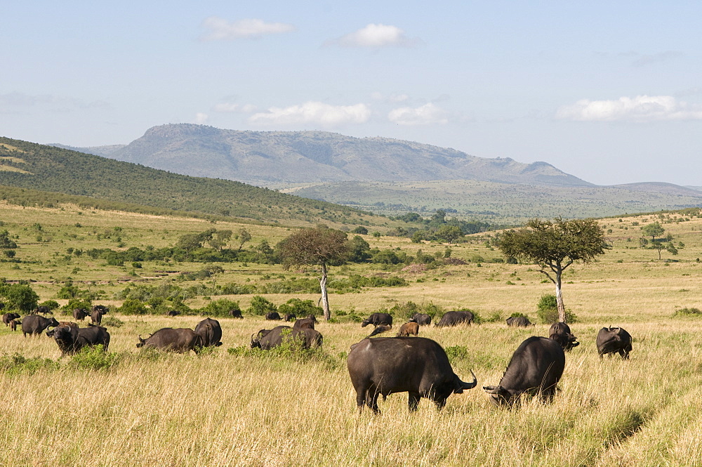 Cape buffalo (Syncerus caffer), Masai Mara National Reserve, Kenya, East Africa, Africa