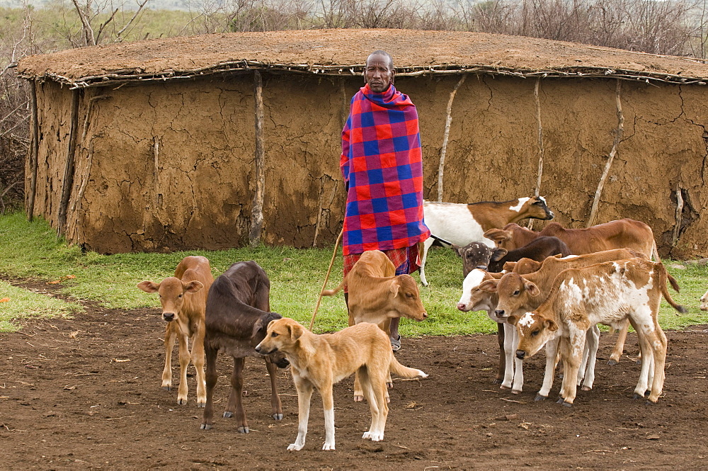 Masai with his cattle, Masai Mara, Kenya, East Africa, Africa