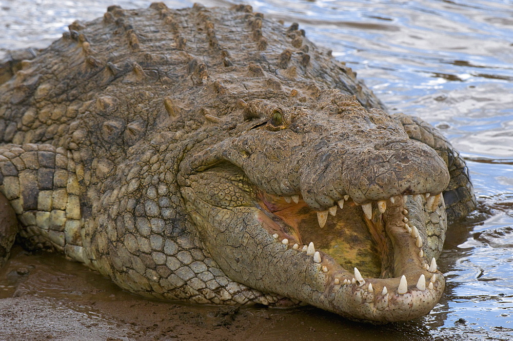 Nile crocodile (Crocodilus niloticus), Masai Mara National Reserve, Kenya, East Africa, Africa