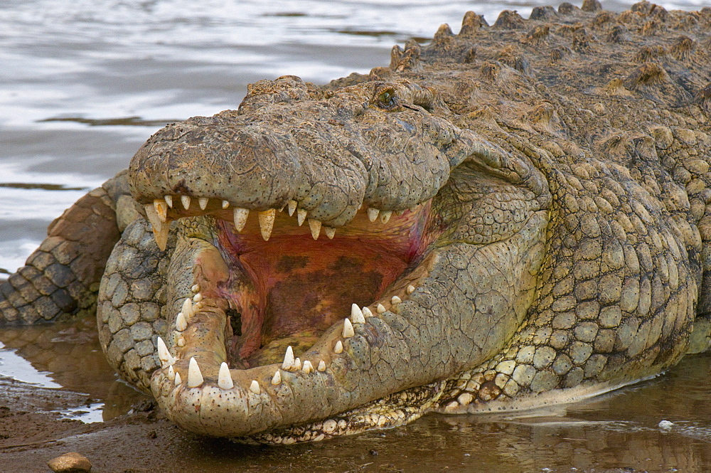 Nile crocodile (Crocodilus niloticus), Masai Mara National Reserve, Kenya, East Africa, Africa