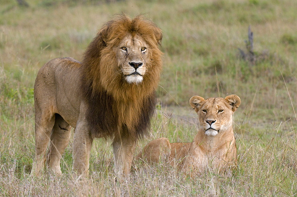 Lion pair (Panthera leo), Masai Mara National Reserve, Kenya, East Africa, Africa