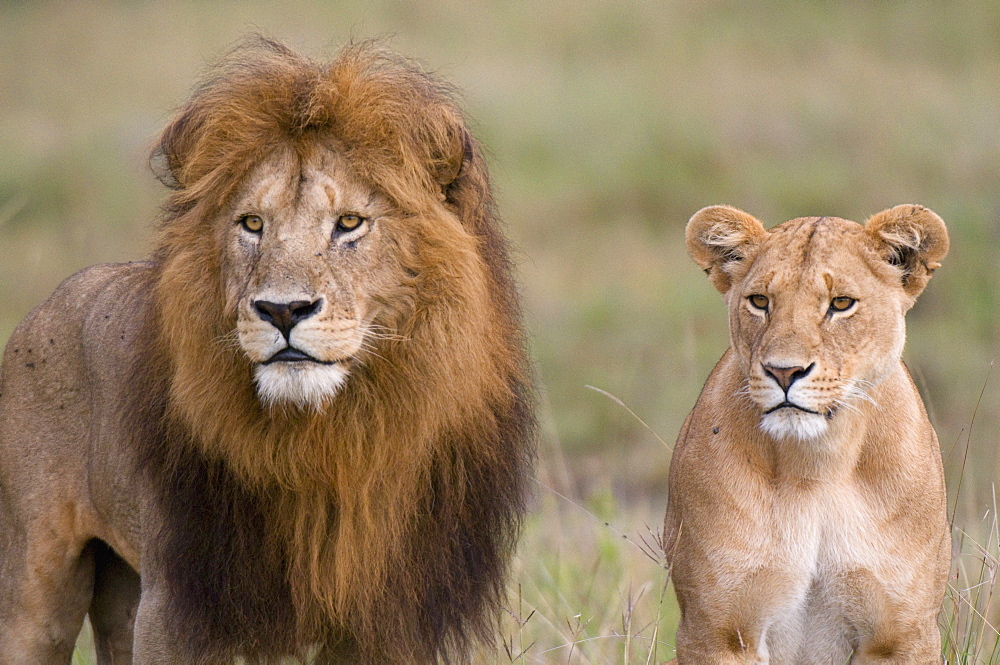 Lion pair (Panthera leo), Masai Mara National Reserve, Kenya, East Africa, Africa