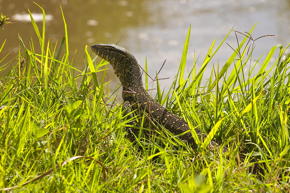 Nile monitor lizard (Varanus nicolitus), Masai Mara National Reserve, Kenya, East Africa, Africa