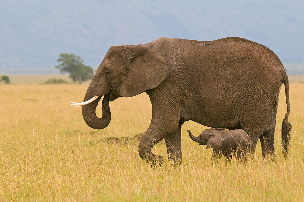 African elephant and baby (Loxodonta africana), Masai Mara National Reserve, Kenya, East Africa, Africa