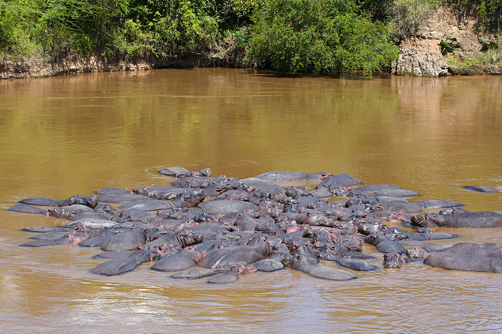 Herd of hippopotamuses (Hippopotamus amphibius) in the water, Masai Mara National Reserve, Kenya, East Africa, Africa