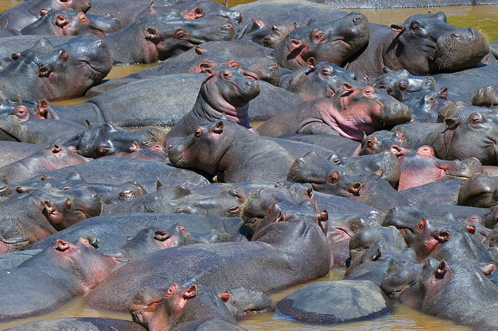 Baby hippo standing in the middle of a herd (Hippopotamus amphibius), Masai Mara National Reserve, Kenya, Africa