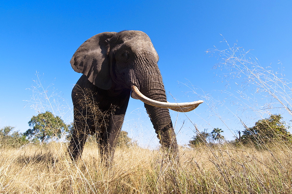 Elephant (Loxodonta africana), Abu Camp, Okavango Delta, Botswana, Africa