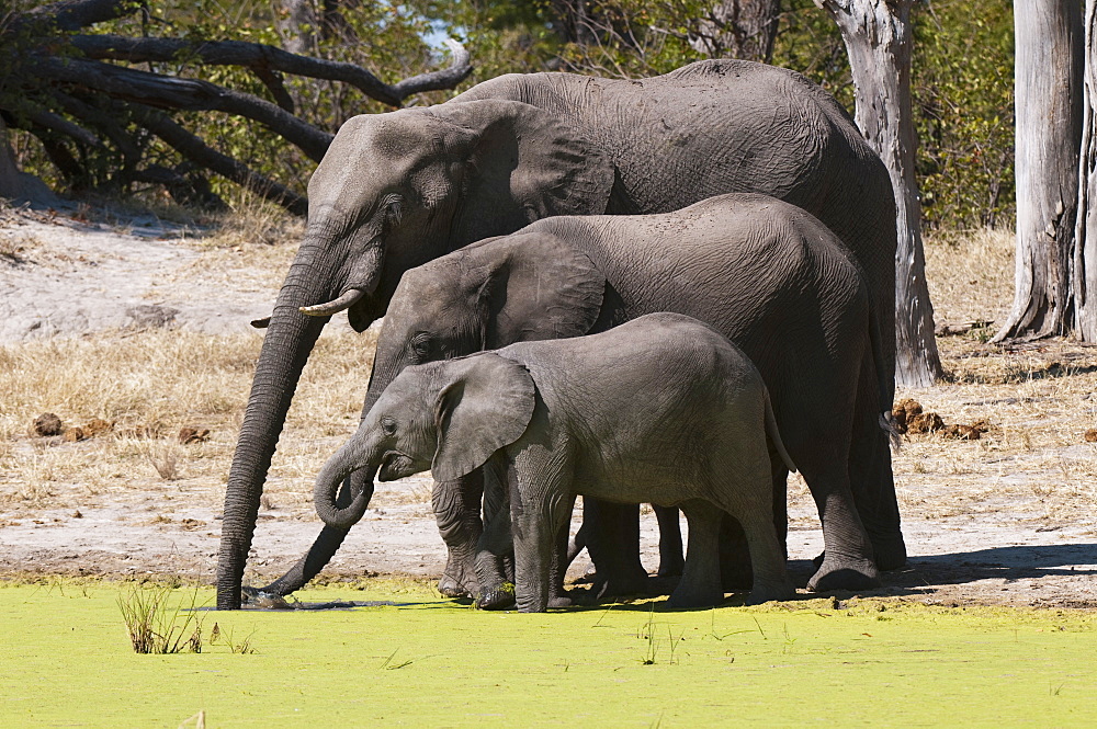 Elephant (Loxodonta africana), Savute Channel, Linyanti, Botswana, Africa