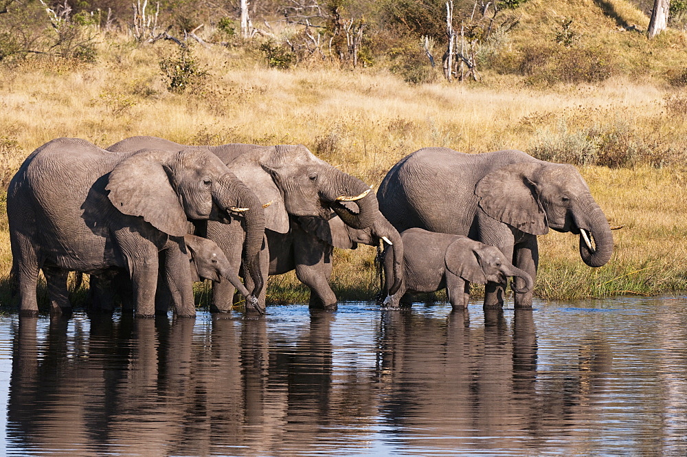 Elephant (Loxodonta africana), Savute Channel, Linyanti, Botswana, Africa