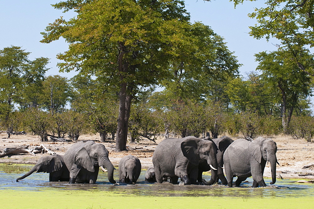 Elephant (Loxodonta africana), Savute Channel, Linyanti, Botswana, Africa