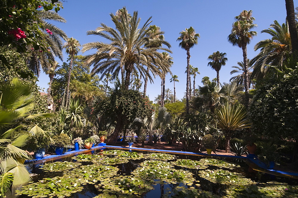 Majorelle Gardens, Marrakech, Morocco, North Africa, Africa