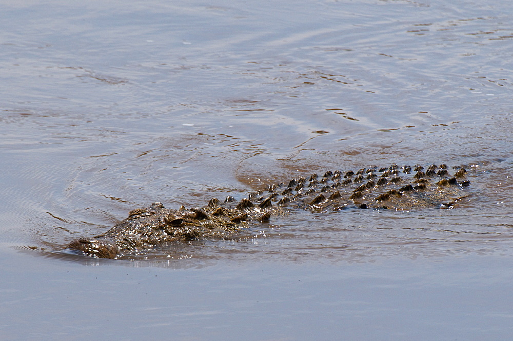 Nile Crocodile (Crocodilus niloticus), Masai Mara, Kenya, East Africa, AFrica