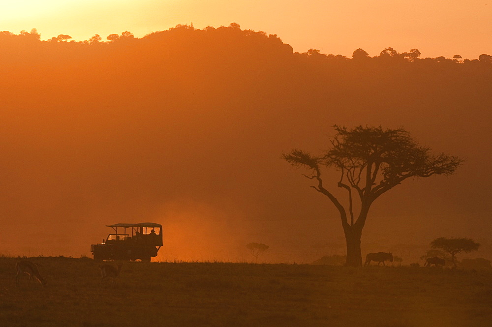 Masai Mara, Kenya, East Africa, Africa