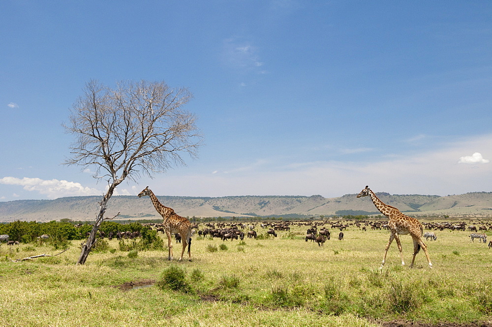 Masai Giraffe (Giraffa camelopardalis), Masai Mara, Kenya, East Africa, Africa