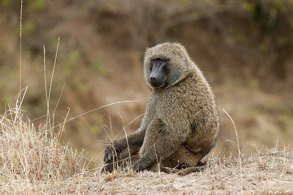 Olive baboon (Papio anubis), Masai Mara, Kenya, East Africa, Africa