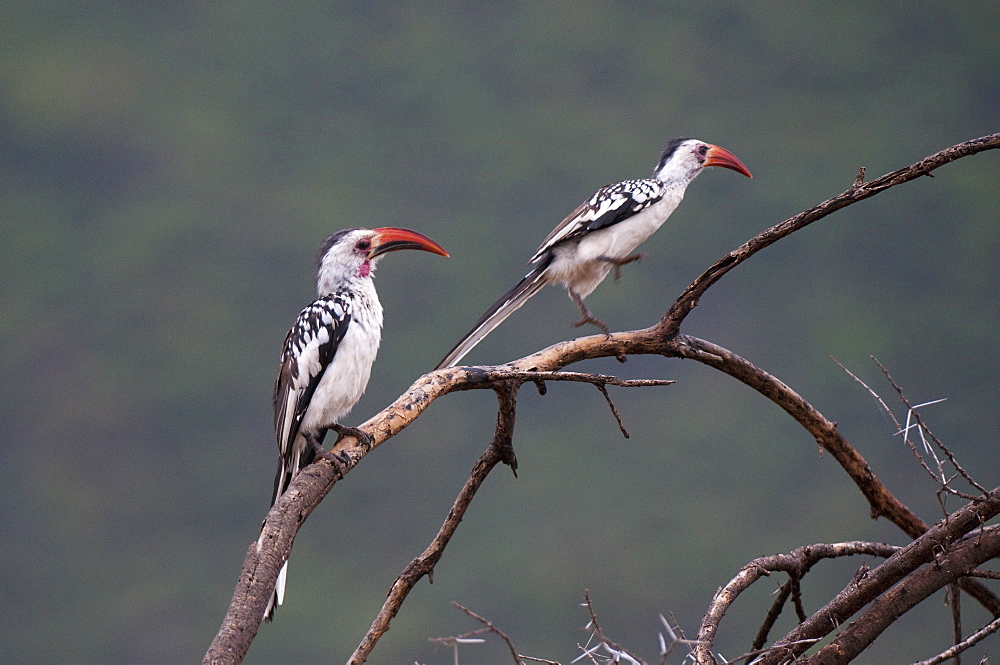 Red-billed hornbills (Tockus enythrorhynchus), Samburu National Park, Kenya, East Africa, Africa