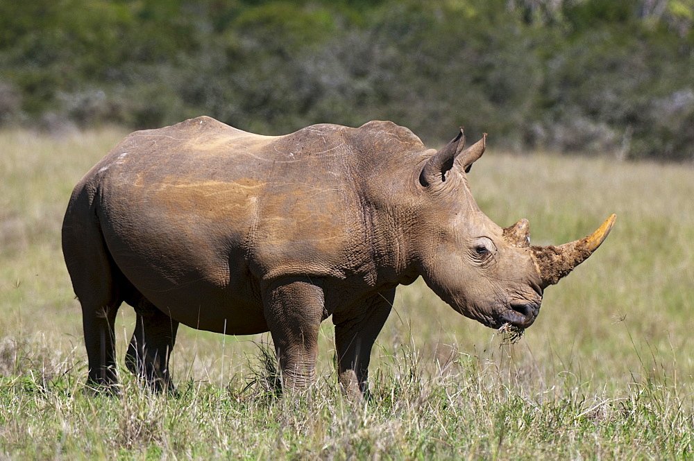 White rhinoceros (Caratotherium simum), Kariega Game Reserve, South Africa, Africa