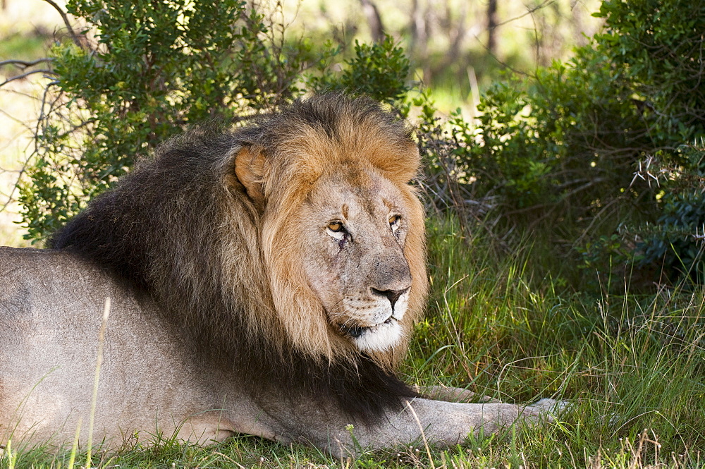 Lion (Panthera leo), Kariega Game Reserve, South Africa, Africa