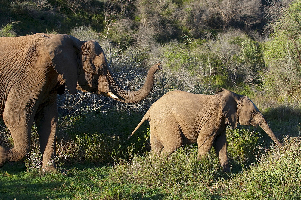 Elephant (Loxodonta africana) and young, Kariega Game Reserve, South Africa, Africa