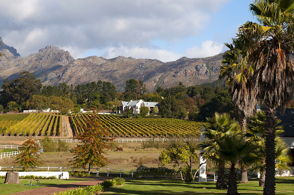 Zorgvliet Wine Estate, Stellenbosch, Cape Province, South Africa, Africa