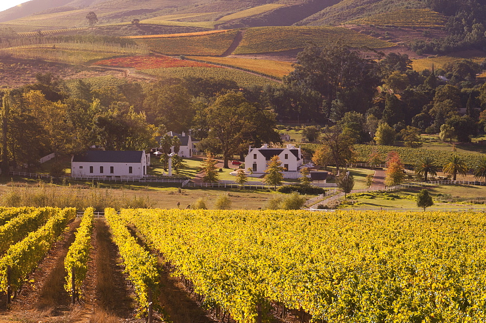 Zorgvliet Wine Estate, Stellenbosch, Cape Province, South Africa, Africa