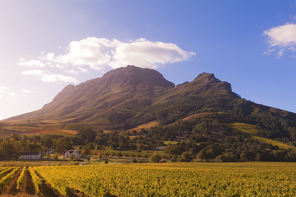 Zorgvliet Wine Estate, Stellenbosch, Cape Province, South Africa, Africa