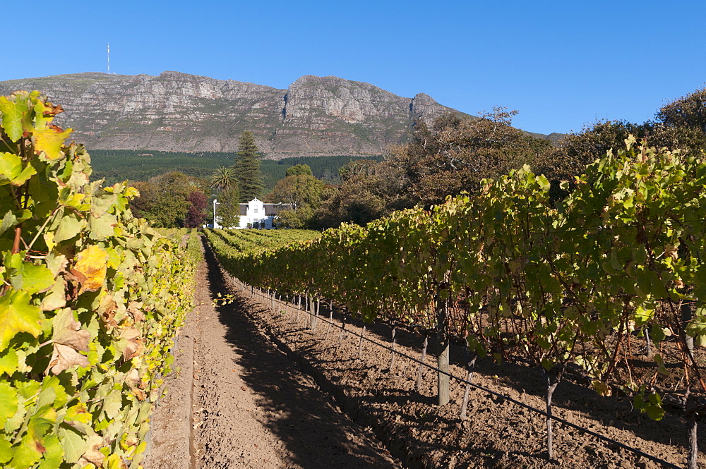 Buitenverwachting Wine Farm, Constantia, Cape Province, South Africa, Africa