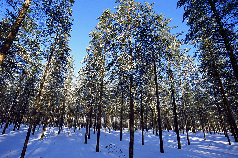 Lulea, Lapland, Sweden, Scandinavia, Europe