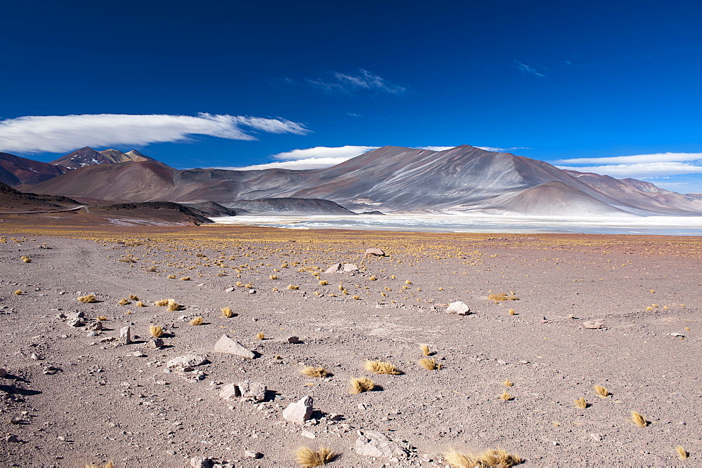 Salar de Talar, Atacama Desert, Chile, South America